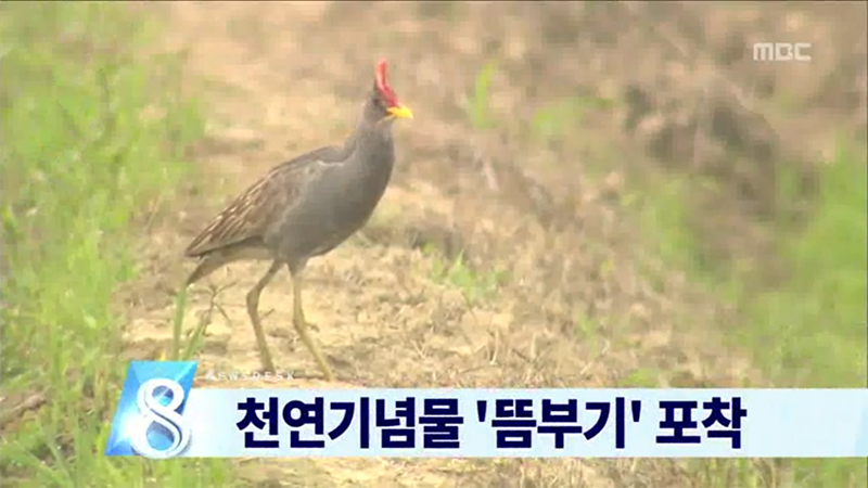 천연기념물 '뜸부기' 포착